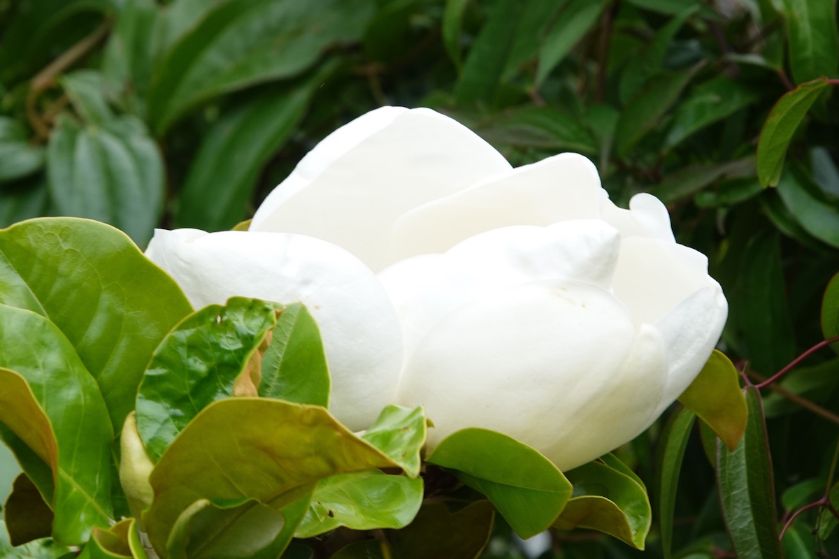 grandiflora Goliath